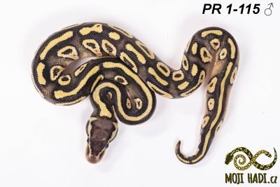 hadi na prodej, mládě, český chov hadů, odchov hadů, mojihadi.cz, Python regius, ballpython, krajta královská, Mojave Pastel, het Hypo